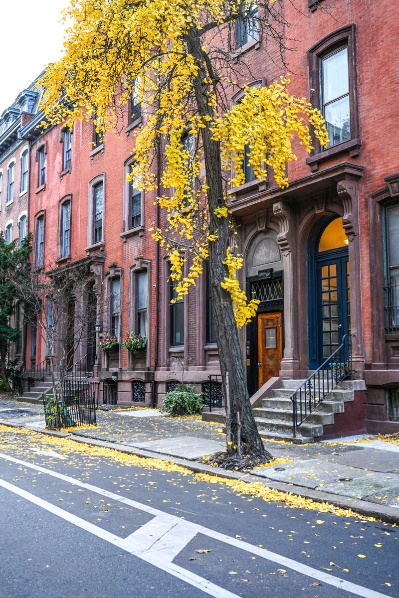Brooklyn brownstone stoops beneath a yellow ginkgo tree